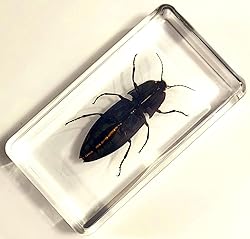 2.9" Real Snapping Jewel Beetle in Crystal Clear