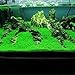 Aquarium Plants Seeds Aquatic Double Leaf Carpet Water Grass, for Fish Tank Rock Lawn Garden Decor