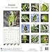 Amazon Parrot Calendar - Parrot Calendar - Bird Calendars - Calendars 2018 - 2019 Wall Calendars - Monthly Wall Calendar by Avonside