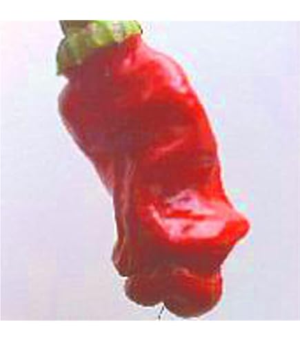 Amazon.com : Peter Pepper Red Hot Pepper 10+ Seeds : Chile Pepper