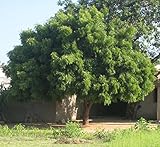50  Seeds Azadirachta indica , Neem Tree Seeds