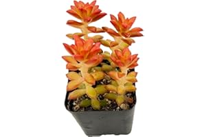 Sprout N Green Sedum adolphii 'Shooting Stars', Mini Live Succulent Fully Rooted in 2 inch Starter Pot, House Plant for Indoor Outdoor Home Office Wedding Decoration Party Favor Gift