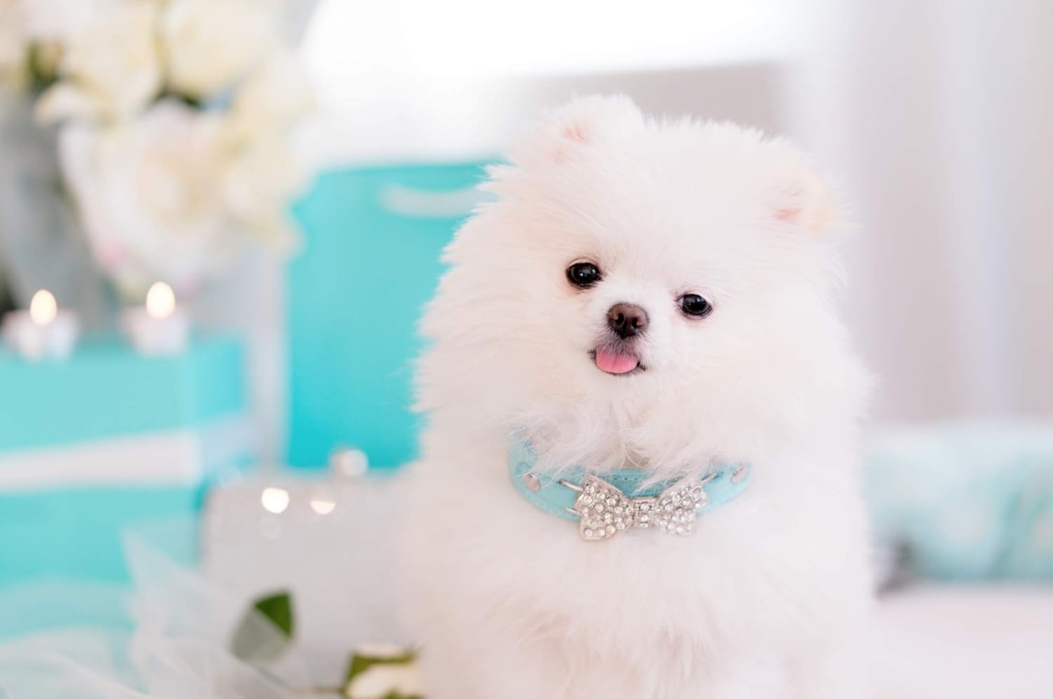 tiffany collar for dogs