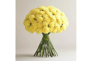 GlobalRose 100 Yellow Carnation Flowers - Responsibly Sourced Carnations Fresh Flowers - Hand-Picked Fresh Bouquet for Graduation, Anniversary, Birthday & Special Occasions (4 Bunches of 25 Stems)