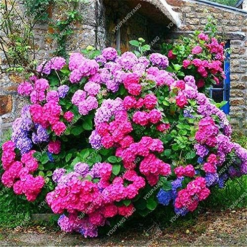 Hydrangea Bonsai Tohum Garden Flower Bonsai Perennial