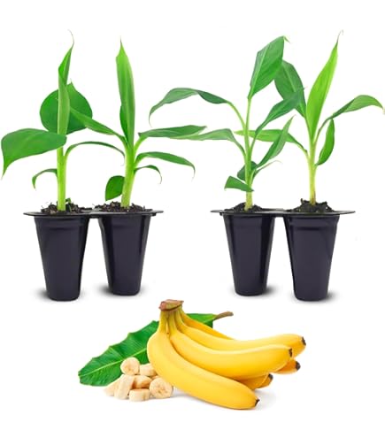 レアバナナ苗 Musa Dwarf Maoli(ドワーフマオリ) 株分け苗 レアバナナ苗 Musa Dwarf Maoli(ドワーフマオリ) 株分け苗 2025