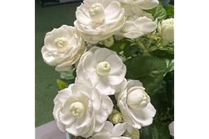Jasmine Seeds for Planting - 200 or 300 Seeds Packet - Fragrant Jasminum Officinale Flower Seeds for Garden, Balcony, Indoor 