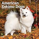 American Eskimo Dogs 2020 12 x 12 Inch Monthly Square Wall Calendar, Animals Dog Breeds American by 