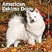 American Eskimo Dogs 2020 12 x 12 Inch Monthly Square Wall Calendar, Animals Dog Breeds American by 