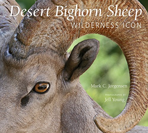 Desert Bighorn Sheep: Wilderness Icon