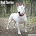 Bull Terrier Calendar - Dog Breed Calendars - 2017 - 2018 wall Calendars - 16 Month by Avonside