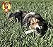 Retriever Roll 8 - 9