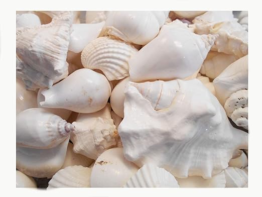 Amazon Com Florida Shells And Gifts 4 Lbs About A Gallon White