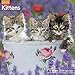 Kittens Wall Calendar (2019)