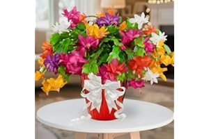HILROQG 1 Thanksgiving Christmas Cactus Plants Live in 4" Pot, Houseplant Holiday Cactus, Vibrant Single Color Blooms Indoor Outdoor, Zygocactus Like, Winter Hardy (Random)