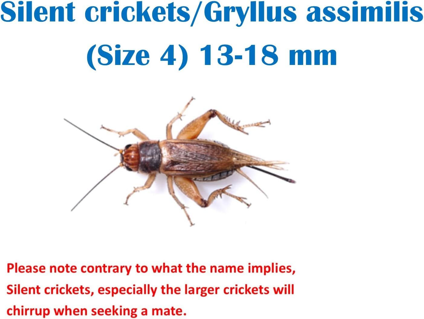 The Mealworm Company LIVEFOODS DIRECT SCM1TUB Silent Crickets Medium Tub of 100-125 Size 4 13-18mm Silent Medium PrePack