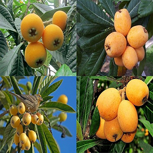 5Pcs Loquat Seed,Buyanputra Wild Frut Tree Planting Seeds Garden Yard Outdoor Tree to Plant