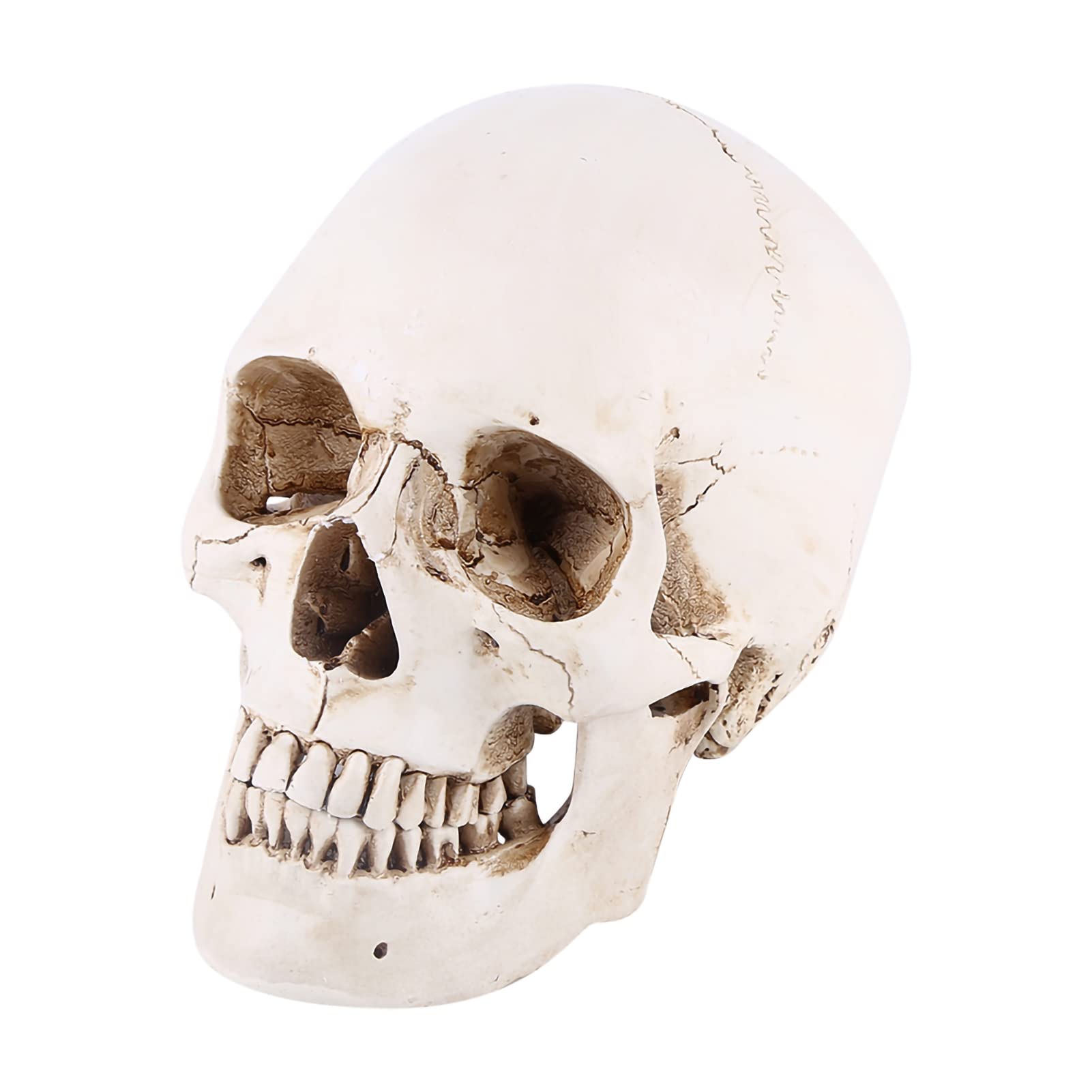 Shipenophy Human Skull Model, Resin Skull Model 1:1 Replica Realistic Head Bone Anatomical Life Sized Skull for Teaching Tool Halloween Decor White