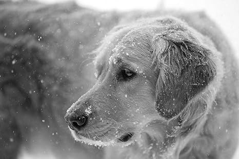 Amazon Co Jp 雪の中でかわいい犬壁紙 動物の壁紙 白黒の キャンバス ステッカー 印刷 壁紙ポスター はがせるシール式 写真 特大 絵画 壁飾り75cmx50cm ホーム キッチン