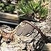 Joebonsai Bonsai Pruning Compound - Cut Paste Kiyonal 100 g