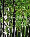 Brand New! 20 bamboo seeds rare giant black moso bamboo bambu seeds professional pack Bambusa Lako tree seeds for home garden