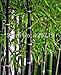Brand New! 20 bamboo seeds rare giant black moso bamboo bambu seeds professional pack Bambusa Lako tree seeds for home garden
