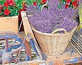 Springbok Basket of Lavender Jigsaw Puzzle, 1000-Piece
