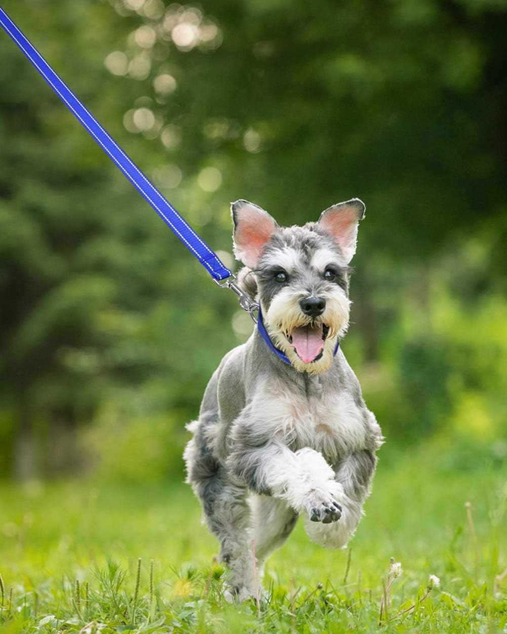 Taglory Dog Leads for Medium Large Dogs, Royal Blue, 180x2.5 cm (Pack of 1) - Image 3