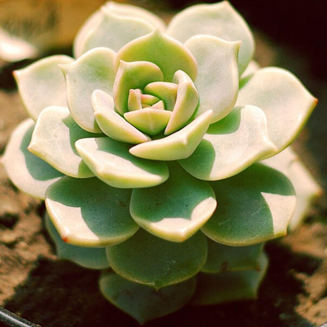 Dreamall 100pcs Seeds Succulent Flower Pseudotruncatella Living Stone Bonsai Mini P Cacti & Succulents
