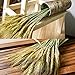 YSBER 100 PCS Dried Branch Wheat &Drying of Natural Wheat Stem for Christmas Natural Wedding Home Office Decor … (Wheat)