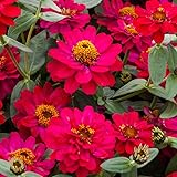 Outsidepride Zinnia Seeds – 50pcs Annual Zinnia