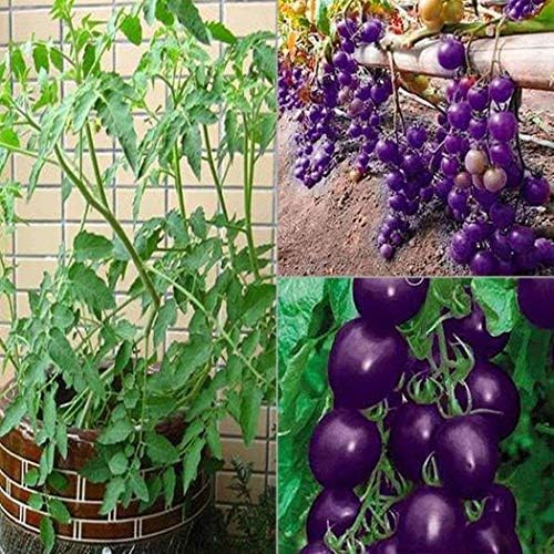Dickin Garden Seeds - 20 PCS Purple Tomato Seeds, Garden Bonsai Seeds Organic Vegetable Seeds for Garden, Courtyard or Nursery