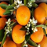 ORANGE PATCHOULI FRAGRANCE OIL - 4 OZ - FOR CANDLE & SOAP MAKING BY VIRGINIA CANDLE SUPPLY - FREE S&H IN USA