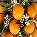 ORANGE PATCHOULI FRAGRANCE OIL - 4 OZ - FOR CANDLE & SOAP MAKING BY VIRGINIA CANDLE SUPPLY - FREE S&H IN USA