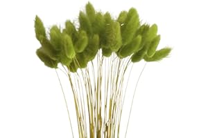 JOYWU Dried Pampas Grass Decor,50 Pcs Bunny Tails Dried Flowers,18 in Rabbit Tail Grass,Natural Dried Lagurus Ovatus,Pampas F