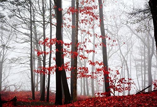 Photography, Red leaves against a foggy forest background. Fog Art Photograph, Wall Art, Sizes Available from 5x7 to 20x30.