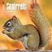 Squirrels 2017 Calendar
