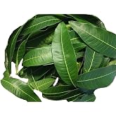 50 Fresh picked organic mango leaves
