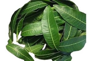 TAOINDUSTRY 50 Fresh picked organic mango leaves