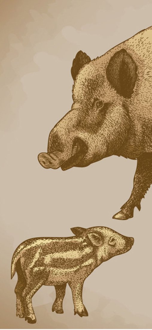 PeelitStickit Pig Animal Skin Wall Mural 027, vinyl