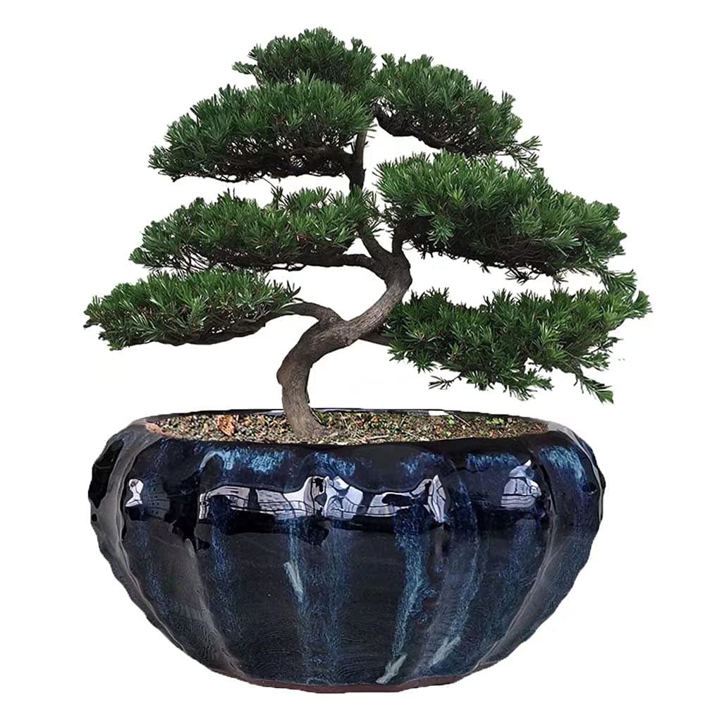 Photo 1 of Fowargif 8inch Modern Large Shinny Black Ceramic Bonsai Pot,Cactus pots,Ceramic Plant Pot for Orchids,Decorative Orchid pots with Hole (Midnight Black)