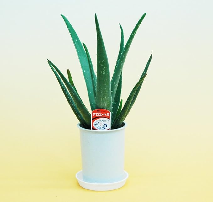 Amazon Co Jp アロエ ベラ 食用出来て美容と健康に重宝 ４号 Diy 工具 ガーデン