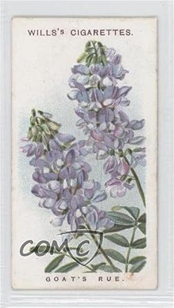 Goats Rue Trading Card 1913 Wills Old English Garden - 