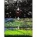 Homedeco Aquarium Glossostigma Hemianthus Callitrichoides Seeds Water Grass Easy Aquatic Live Plant Fish Tank Decoration Landscape Ornament (1 PC, Lucky Grass)