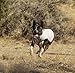 RUFFWEAR - Swamp Cooler, Cooling Vest for Dogs, Graphite Gray (2016), Large