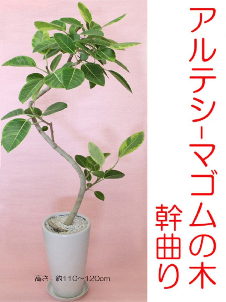 希少 観葉植物 アルテシマゴムの木 幹曲り 白陶器鉢 B012ptq3jk Pizzeria Bonino Com