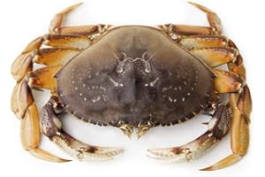 PACIFIC DREAM SEAFOODS Live Dungeness Crab (8 lbs)