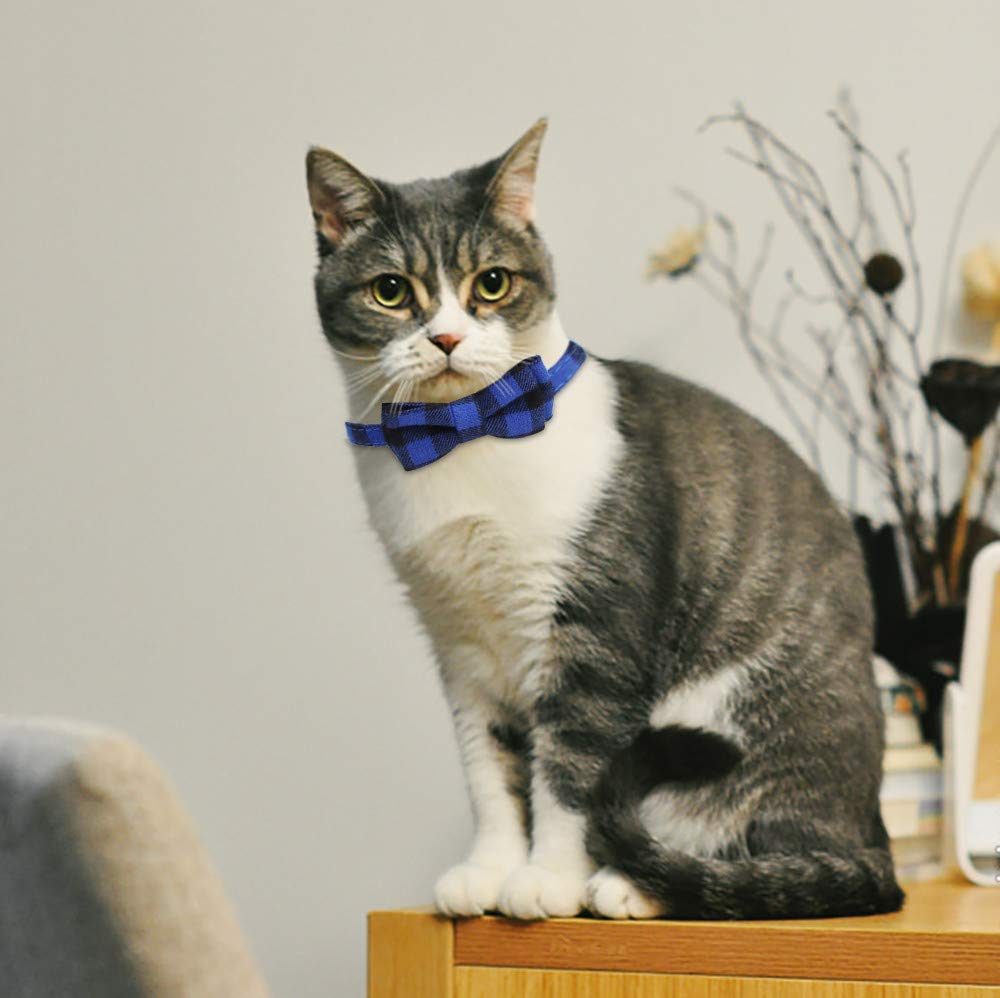 small kitten collars