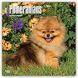 Image de Pomeranians 2018 12 x 12 Inch Monthly Square Wall Calendar, Animals Small Dog Breeds Pet (Multilingual Edition)