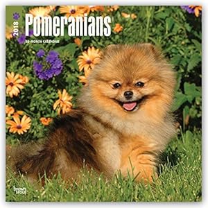 Pomeranians 2018 12 x 12 Inch Monthly Square Wall Calendar, Animals Small Dog Breeds Pet (Multilingual Edition)